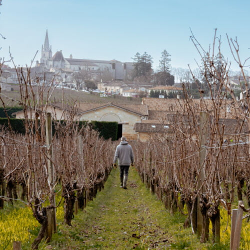 Visit in Saint Emilion vineyard
