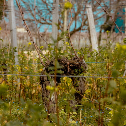 Vines during spring in Saint Emilion